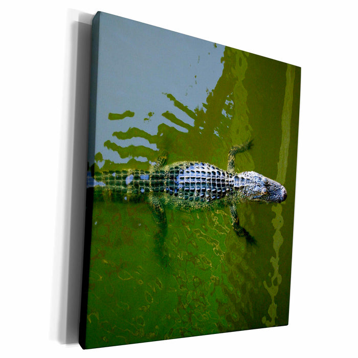 3dRose Florene Animals - Baby Gator - Museum Grade Canvas Wrap (cw_7442)