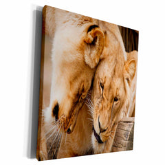 3dRose Florene Animals - Lions Cuddle - Museum Grade Canvas Wrap (cw_80281)