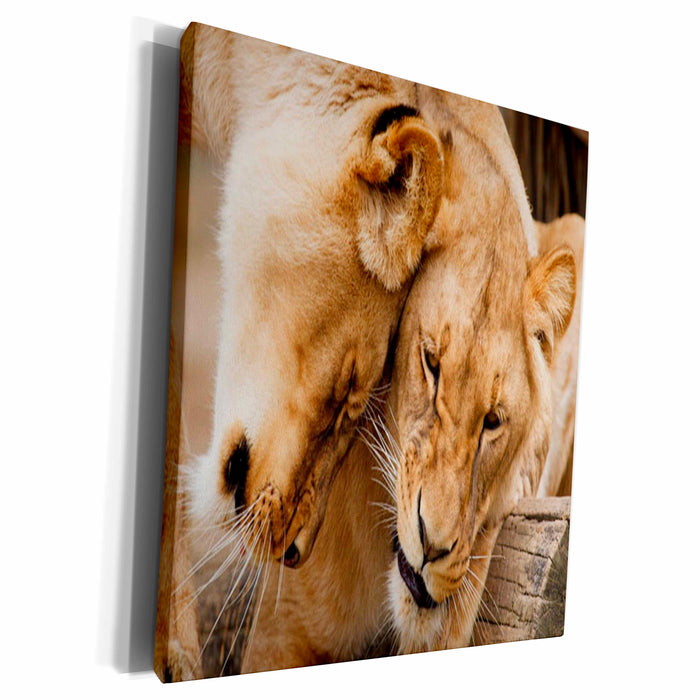 3dRose Florene Animals - Lions Cuddle - Museum Grade Canvas Wrap (cw_80281)